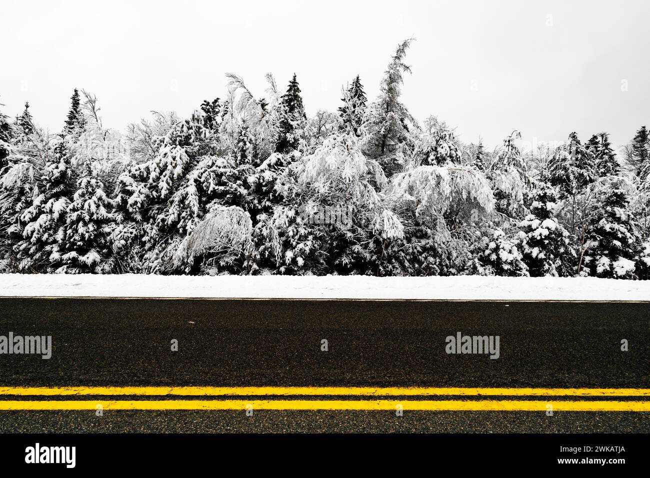 Linea centrale gialla di una strada su uno sfondo bianco e nero di alberi innevati. Foto Stock