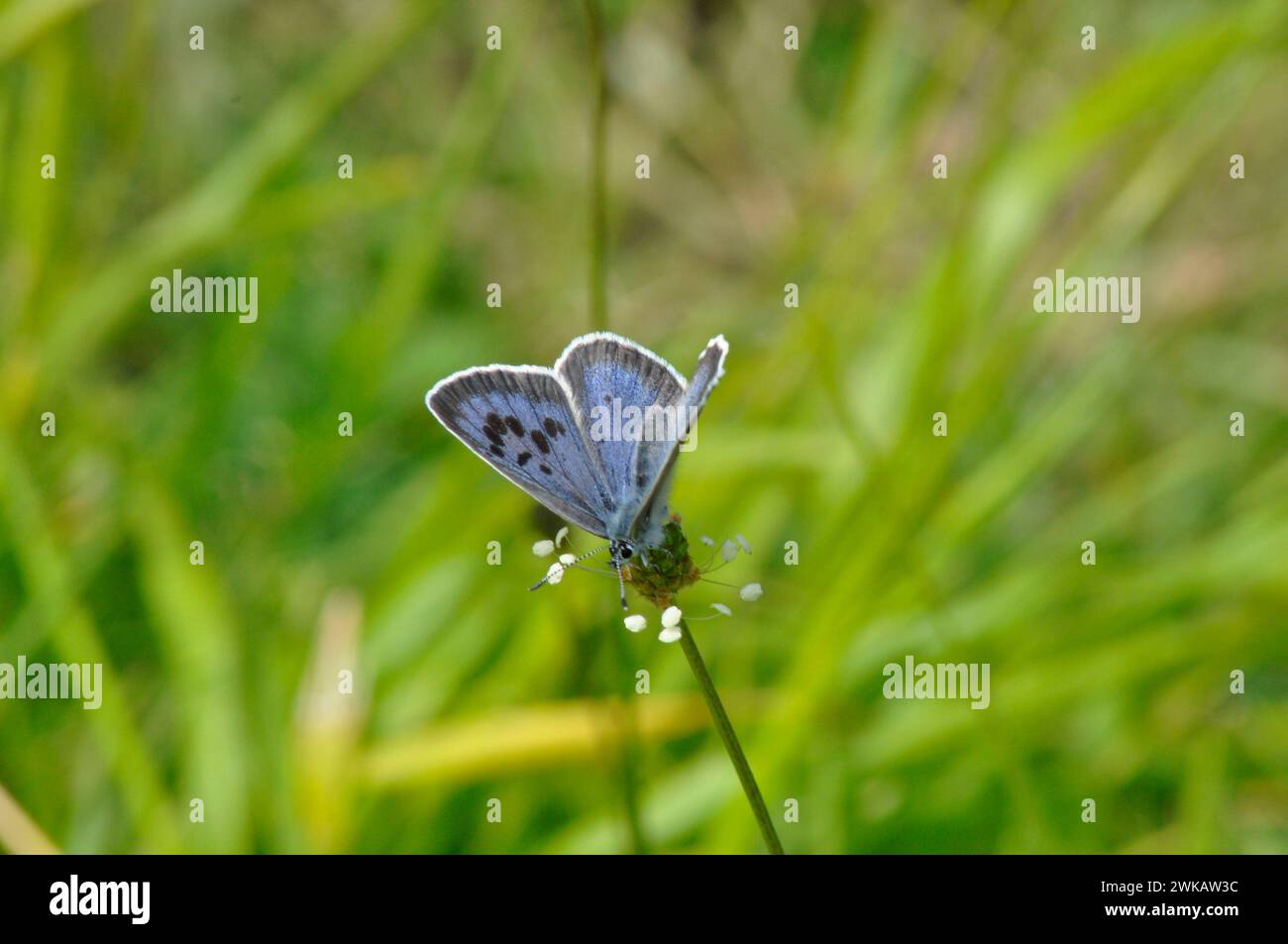 Grandi farfalle blu 'Glaucopsyche arion' a Collard Hill nel Somerset Foto Stock