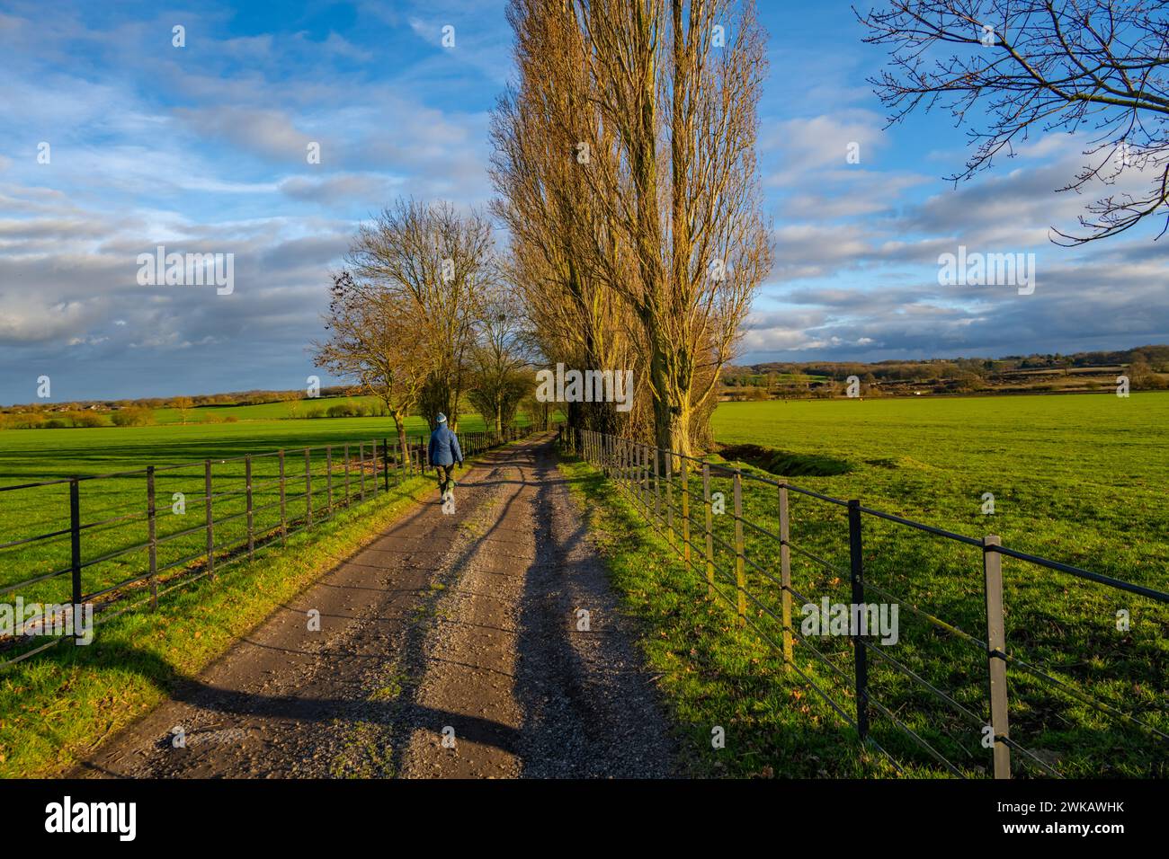 Sentiero pedonale e camminatore nel tardo pomeriggio vicino a Margaretting Essex Foto Stock