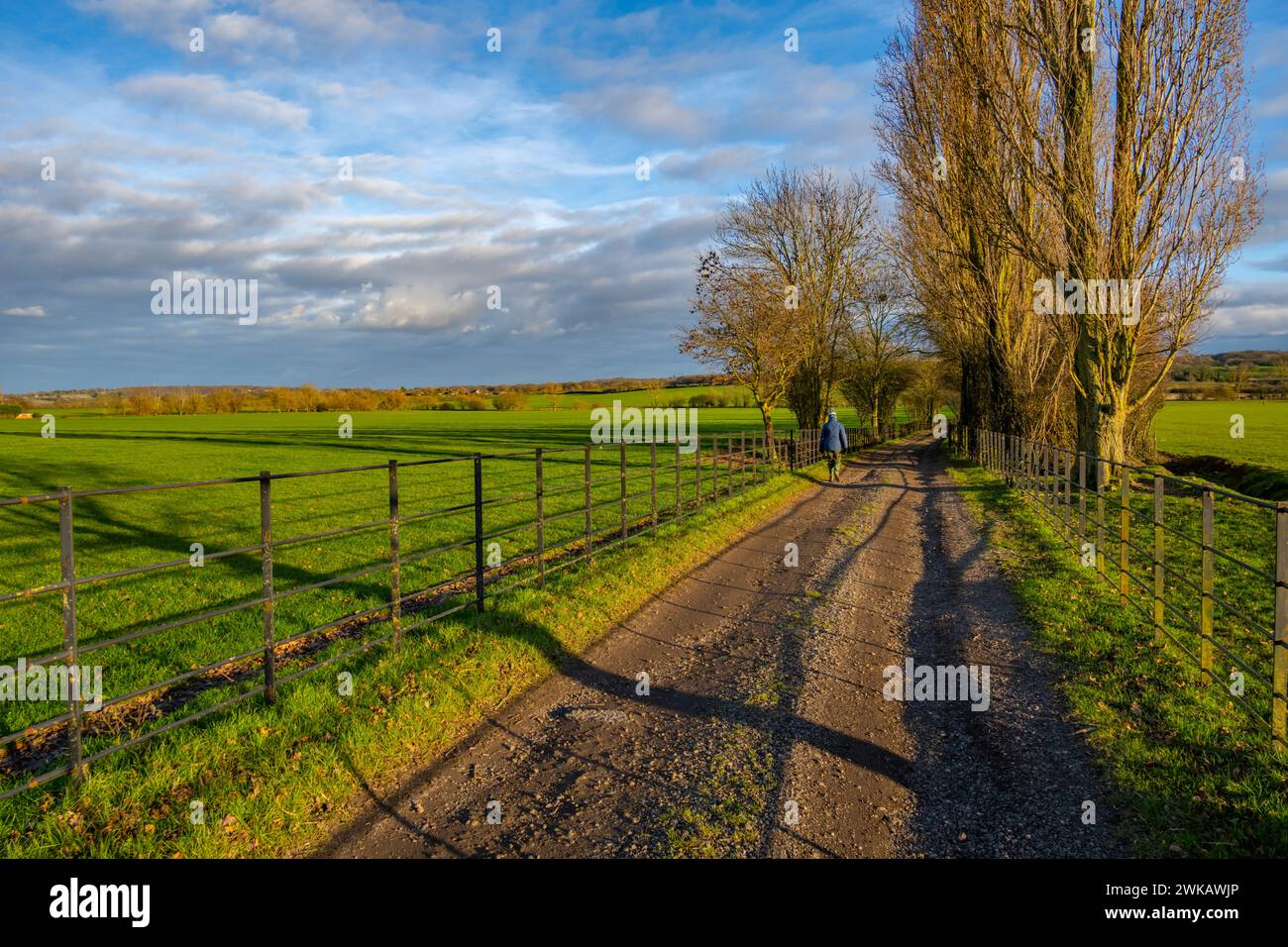 Sentiero pedonale e camminatore nel tardo pomeriggio vicino a Margaretting Essex Foto Stock