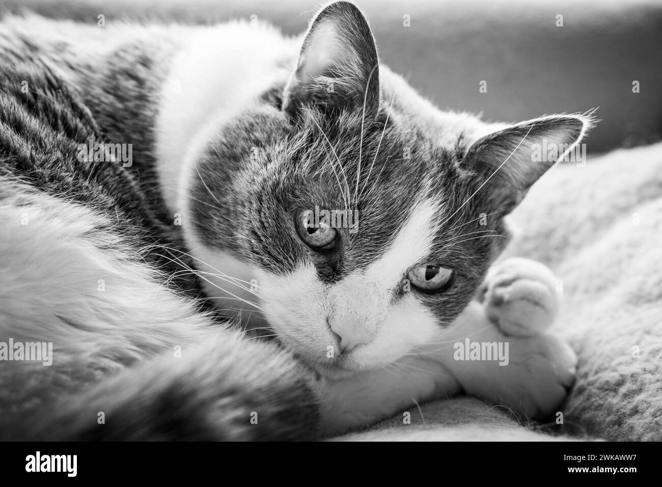 Gatto che appoggia la testa sulle zampe anteriori mentre guarda la telecamera. Foto Stock