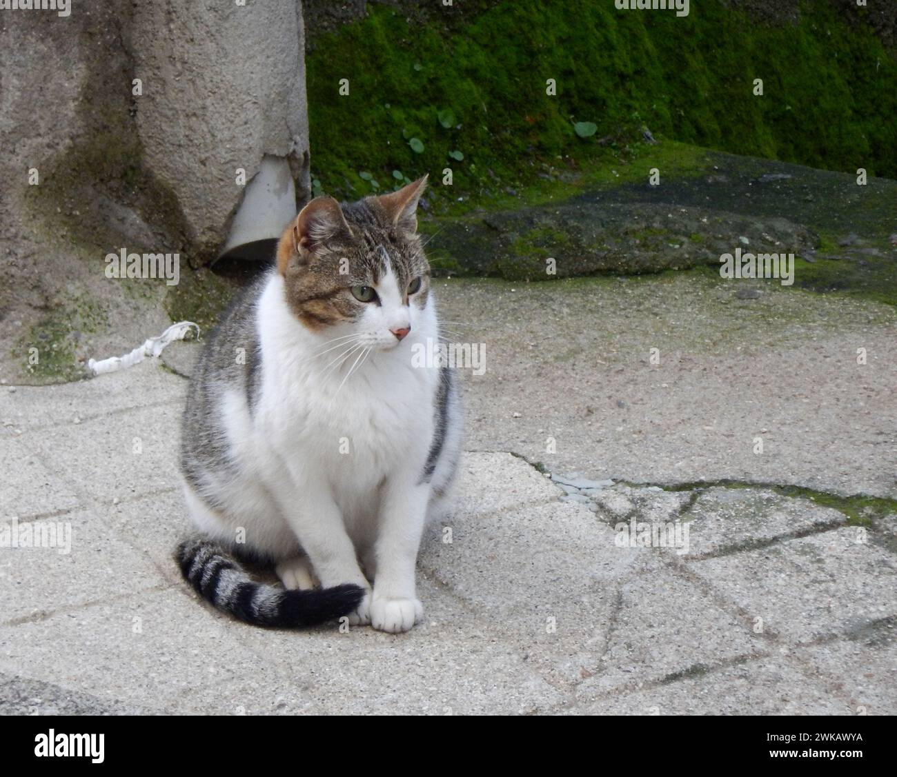 Bellissimo gatto bianco e marrone con un aspetto distratto sulla strada Foto Stock