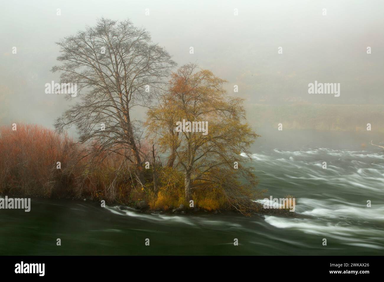 Ontano bianco nella nebbia lungo Deschutes Wild & Scenic River, inferiore fiume Deschutes National paese indietro Byway, Oregon Foto Stock