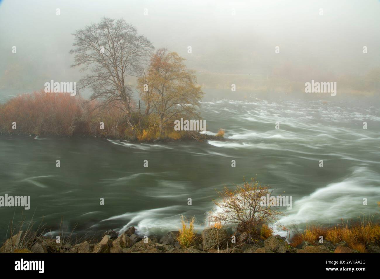 Ontano bianco nella nebbia lungo Deschutes Wild & Scenic River, inferiore fiume Deschutes National paese indietro Byway, Oregon Foto Stock