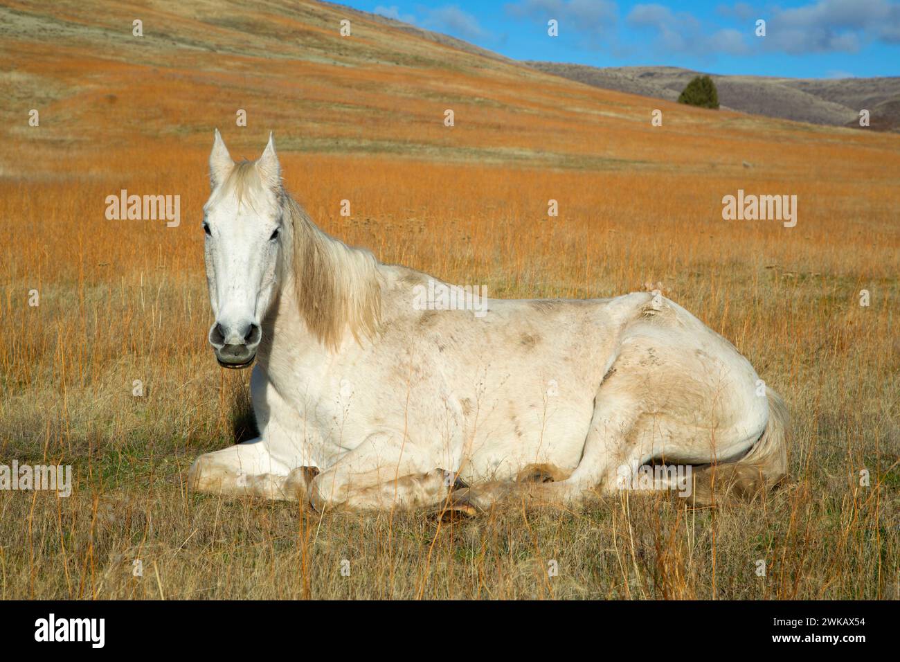 Cavallo nella Tygh Valley, contea di Wasco, Oregon Foto Stock