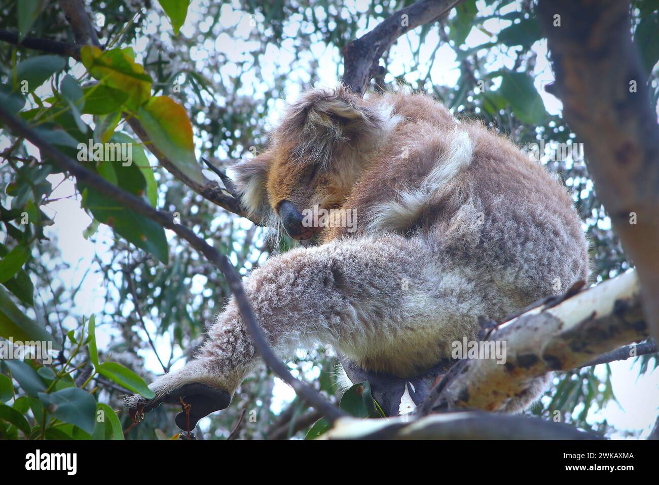Koala dormiente in albero di gomma (fiume Kennett, Australia) Foto Stock