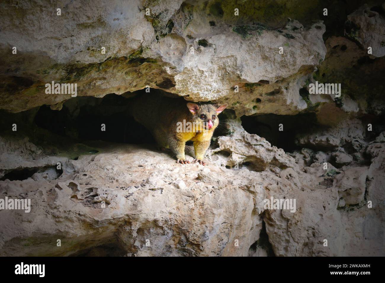 Possum selvaggio comune di brushtail nelle grotte di Umpherston Sinkhole nel Monte Gambier, Australia Foto Stock