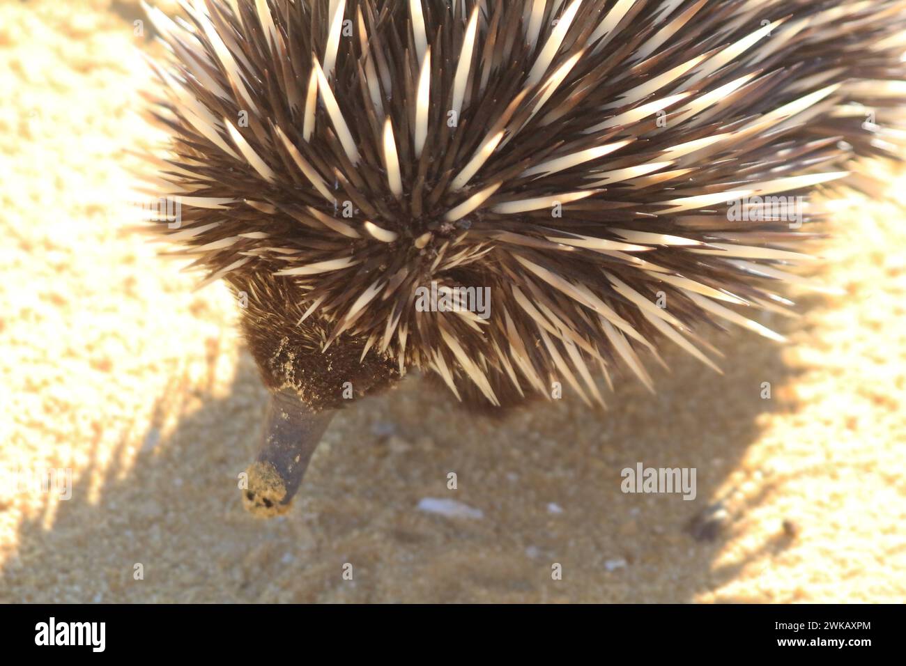 Primo piano di un'Echidna dall'alto, un mammifero deposizione delle uova nel deserto dei pinnacoli di sabbia gialla, Nambung National Park, Australia Occidentale Foto Stock
