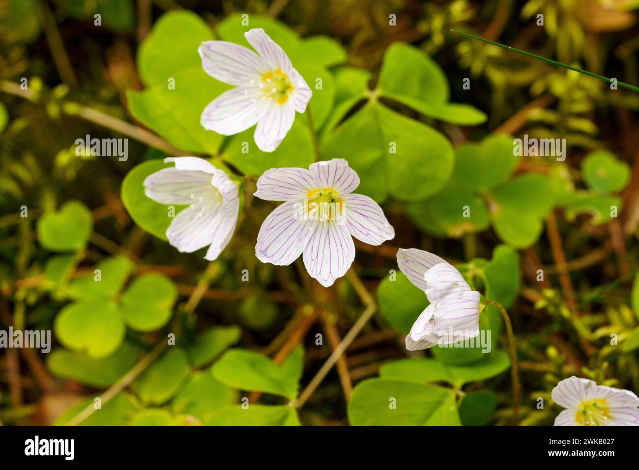 Oxalis acetosella famiglia Oxalidaceae genere Oxalis Wood sorrel fiori bianchi - carta da parati design fotografia di interni Foto Stock