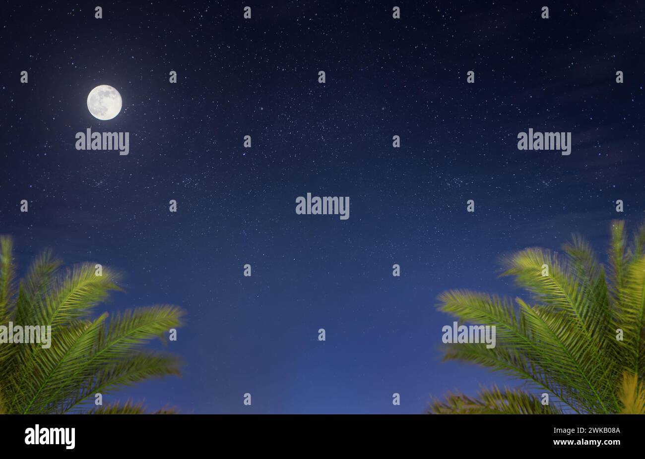 Splendido paesaggio notturno con palme tropicali nel cielo stellato notturno con luna piena. Foto Stock