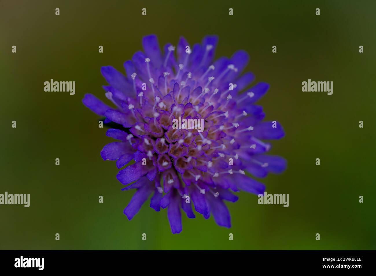 Knautia arvensis famiglia Caprifoliaceae genere Knautia campo Fiore scabioso - disegno di interni carta da parati fotografia Foto Stock