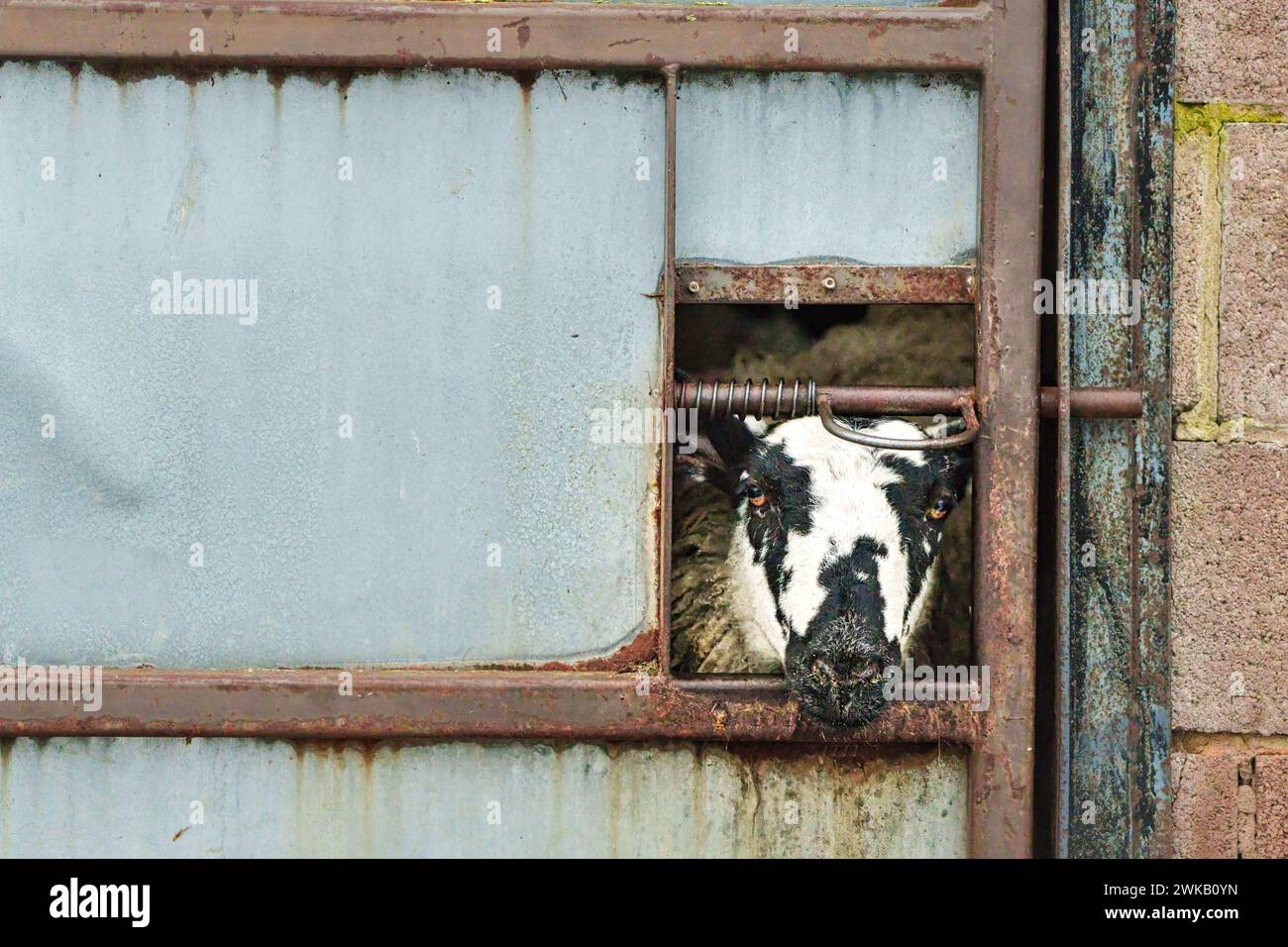 Una pecora che guarda fuori da una fessura in una porta di stalla Foto Stock