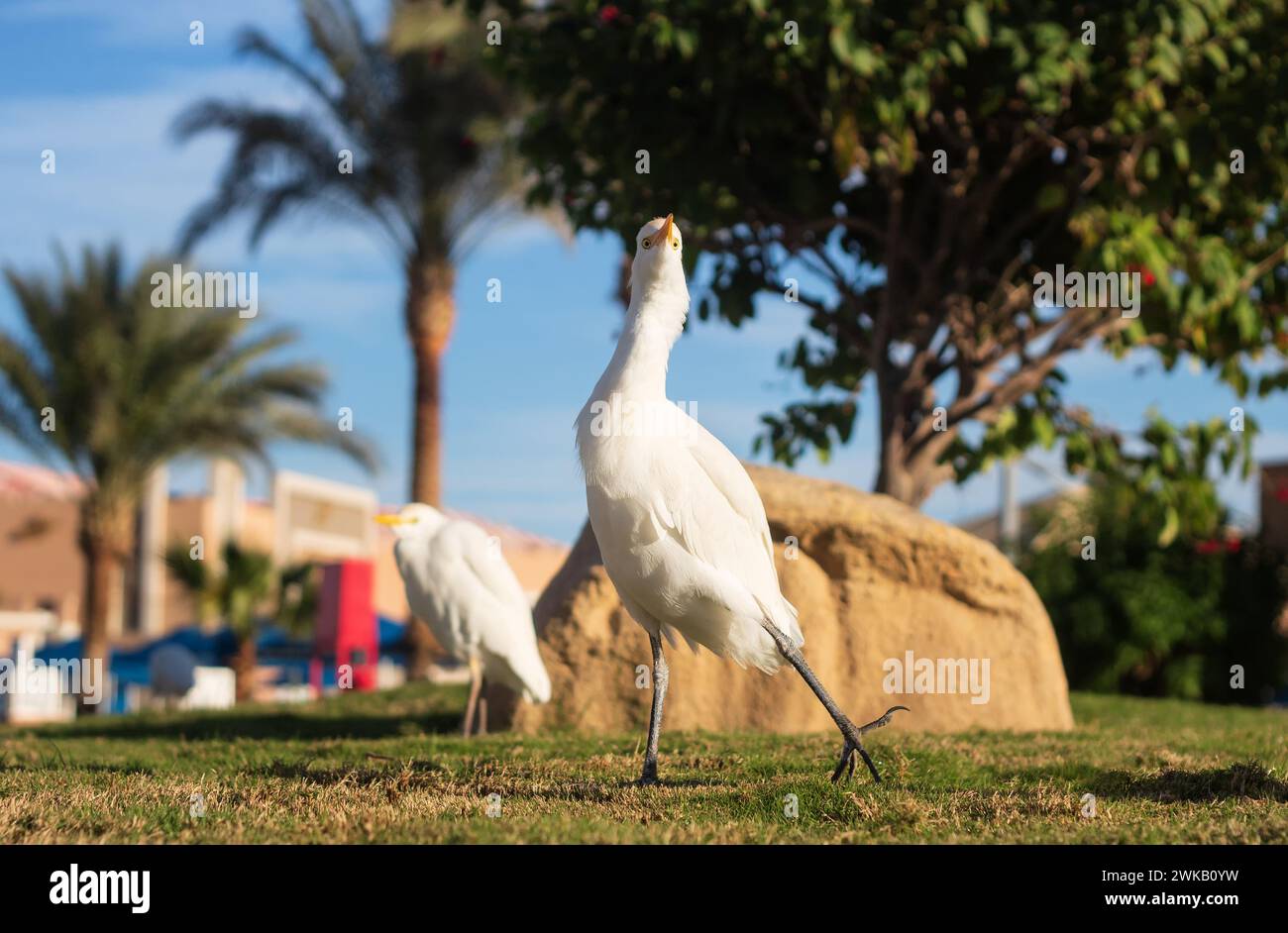 Gli albatri riposano sul prato nell'area del parco Foto Stock