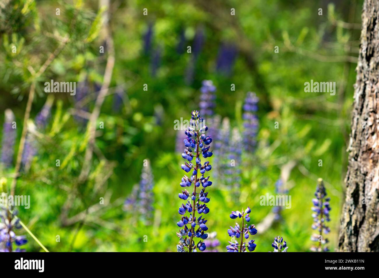 Lupinus perennis famiglia Fabaceae genere Lupinus Bluebonnet fiore naturale selvatico Foto Stock