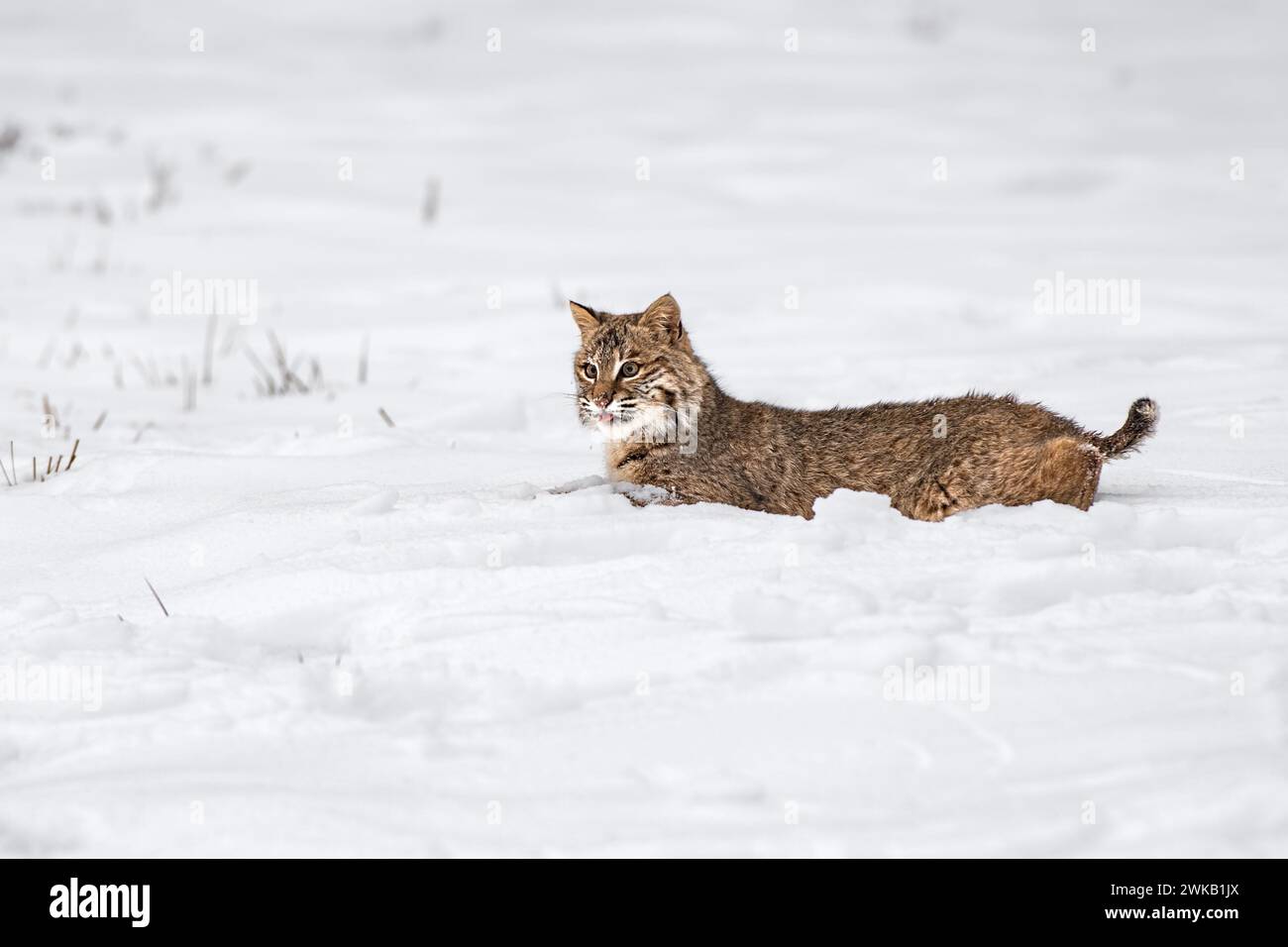 Bobcat (Lynx rufus) si sdraia in Snow Tongue Puked Out Winter - animale prigioniero Foto Stock