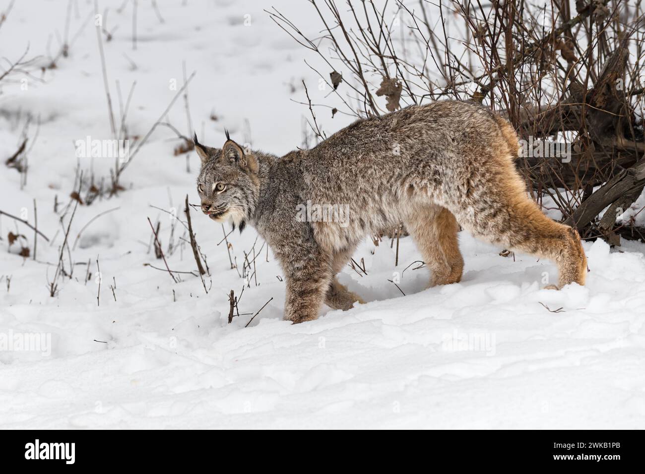 La lince canadese (Lynx canadensis) cammina la lingua sinistra tira fuori l'inverno - animale in cattività Foto Stock