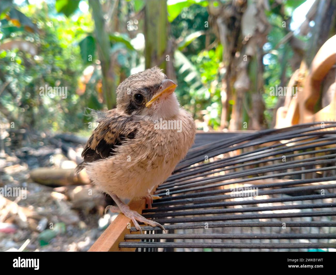 Close Up pentet Chick o Lanius schach è un piccolo predatore che di solito mangia insetti e anche uccelli più piccoli Foto Stock