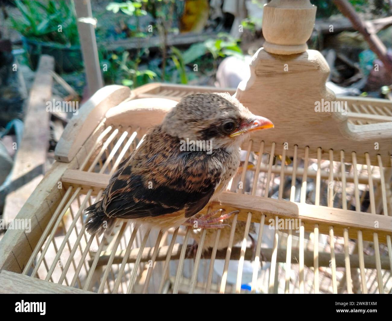 Close Up pentet Chick o Lanius schach è un piccolo predatore che di solito mangia insetti e anche uccelli più piccoli Foto Stock