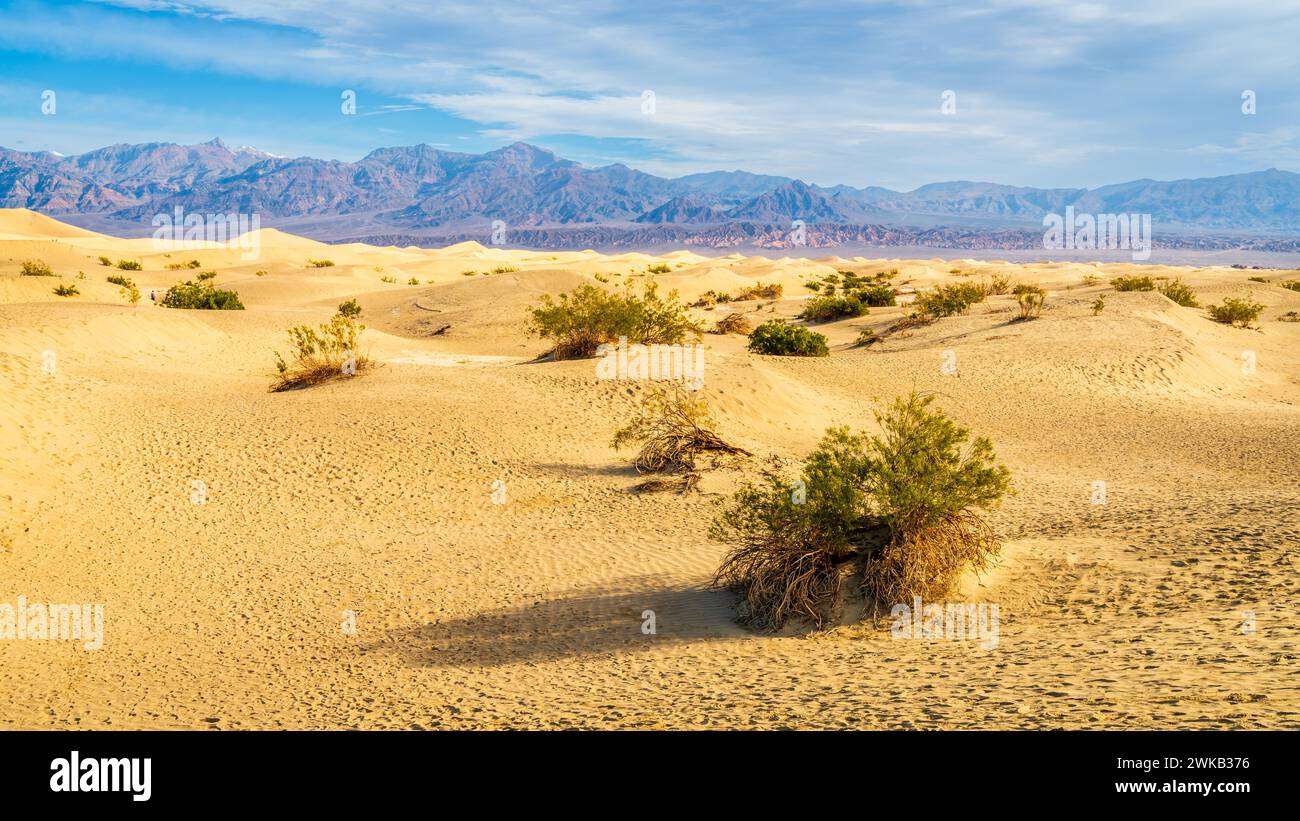 Alberi di Mesquite che hanno dato il nome a Mesquite Flat Sand Dunes nel Death Valley National Park in California Foto Stock