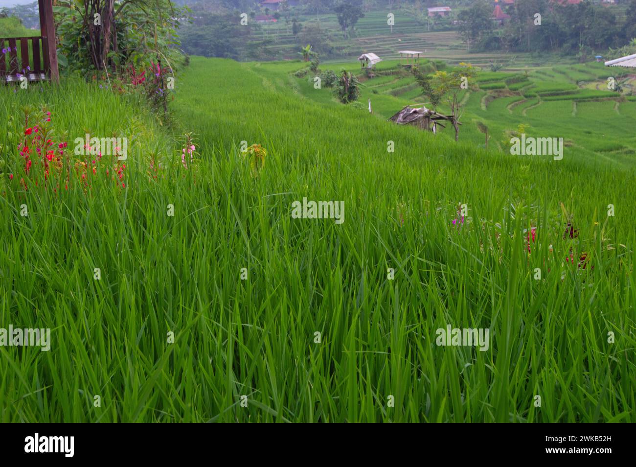 vista del riso verde. paesaggio di risaie con estese piante di riso. Foto Stock