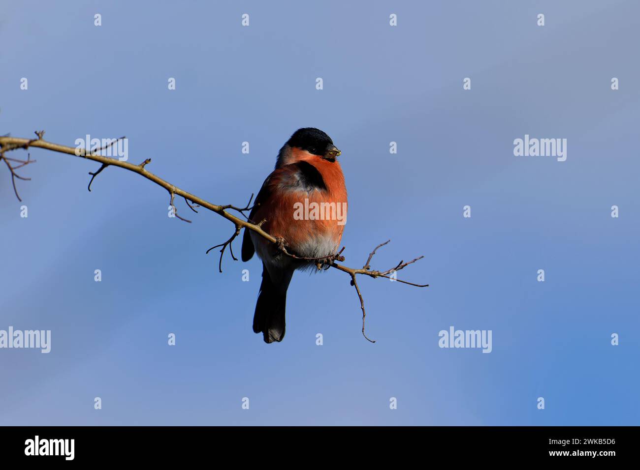 Bullfinch-Pyrhula pyrhula maschio si nutre. Foto Stock