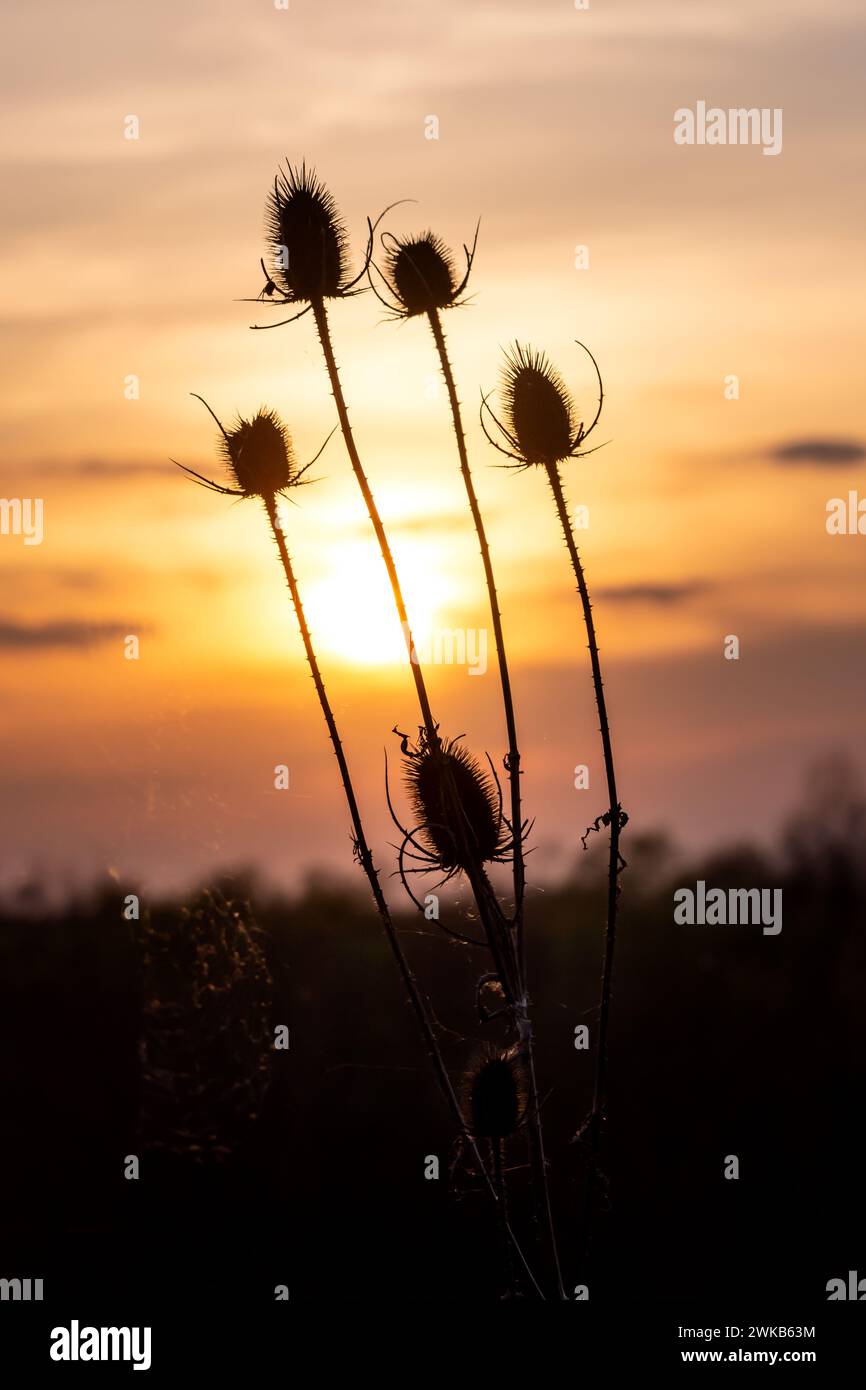 Silhouette di cardo secco al tramonto. Messa a fuoco selettiva. Foto Stock