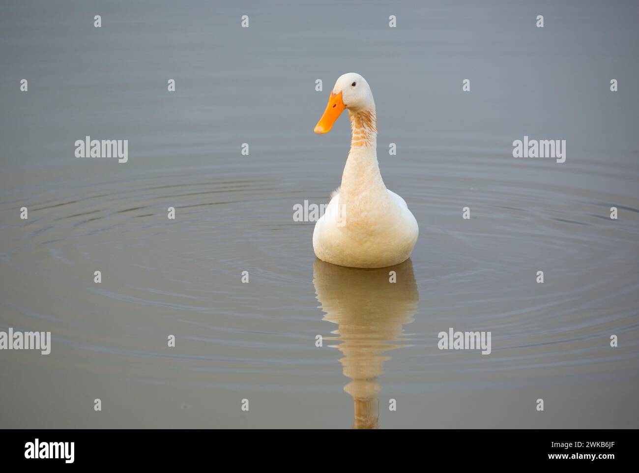 Duck, contea di Benton, Oregon Foto Stock