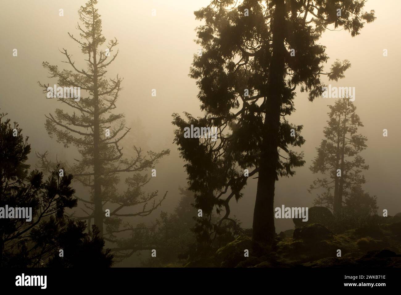 Cedar nella nebbia sul sentiero principale Spencer Butte Summit, Spencer Butte Park, Eugene, Oregon Foto Stock