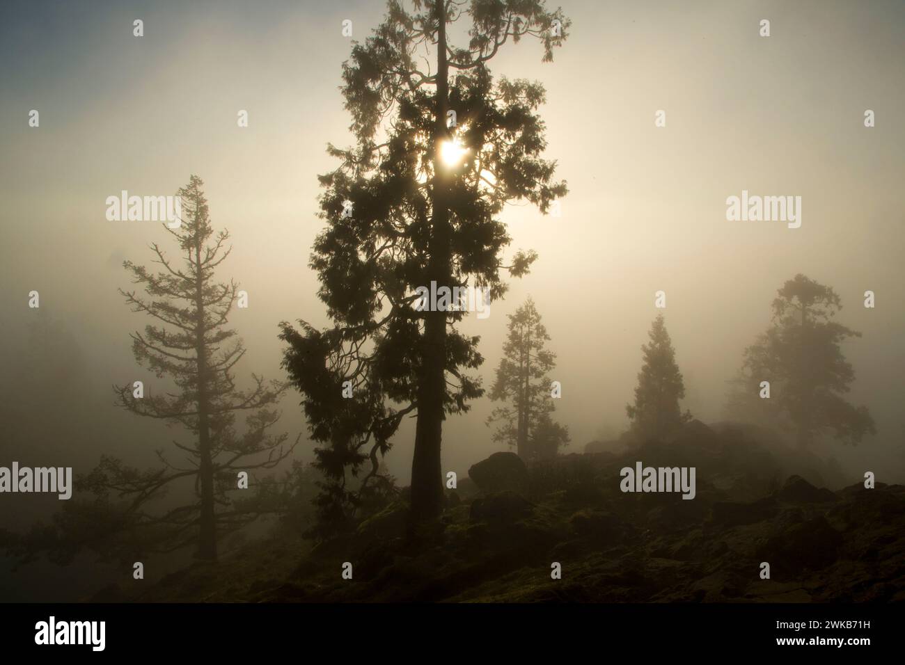 Western red cedar sulla Spencer Butte Vertice sentiero principale, Spencer Butte Park, Eugene, Oregon Foto Stock