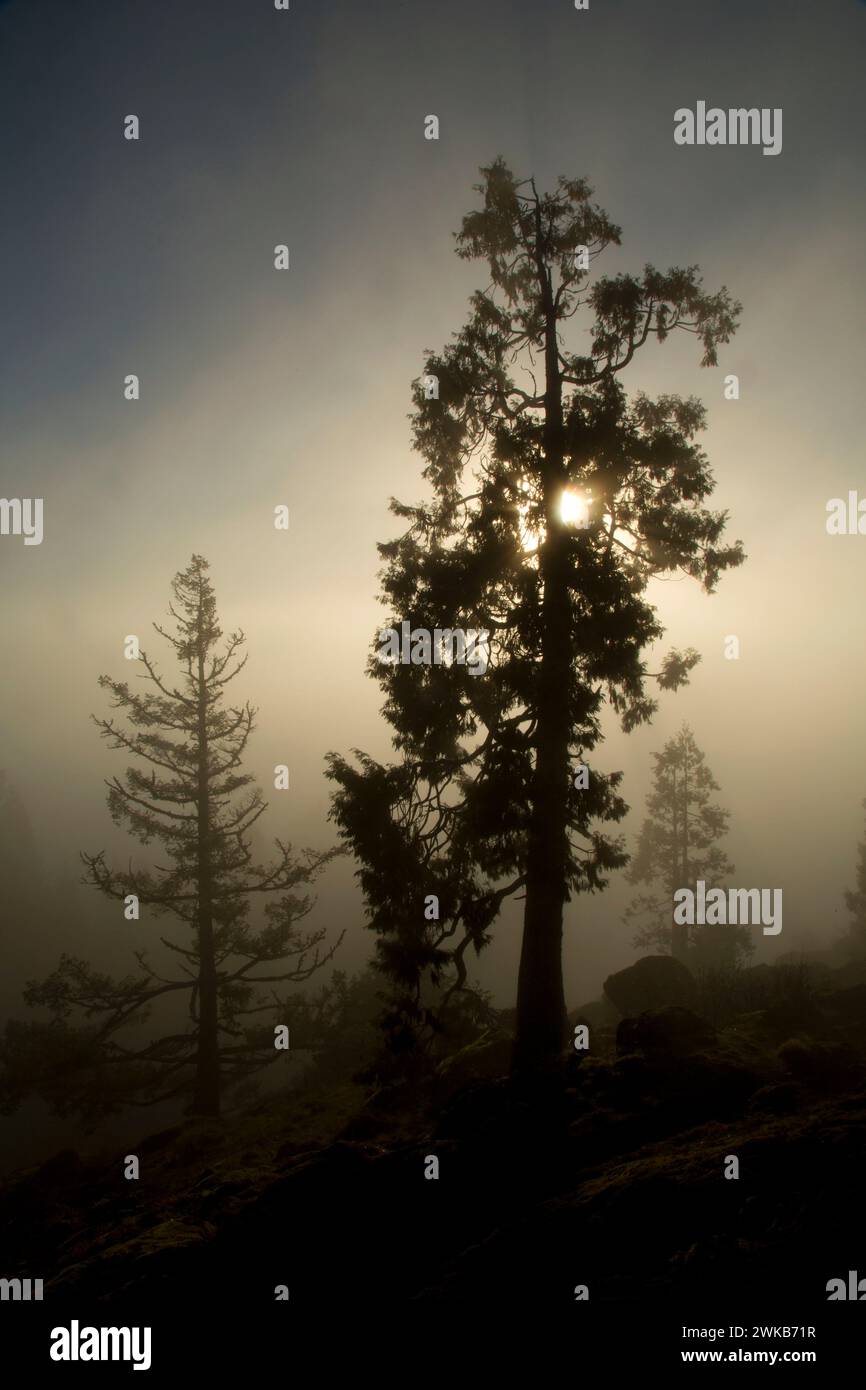 Western red cedar sulla Spencer Butte Vertice sentiero principale, Spencer Butte Park, Eugene, Oregon Foto Stock
