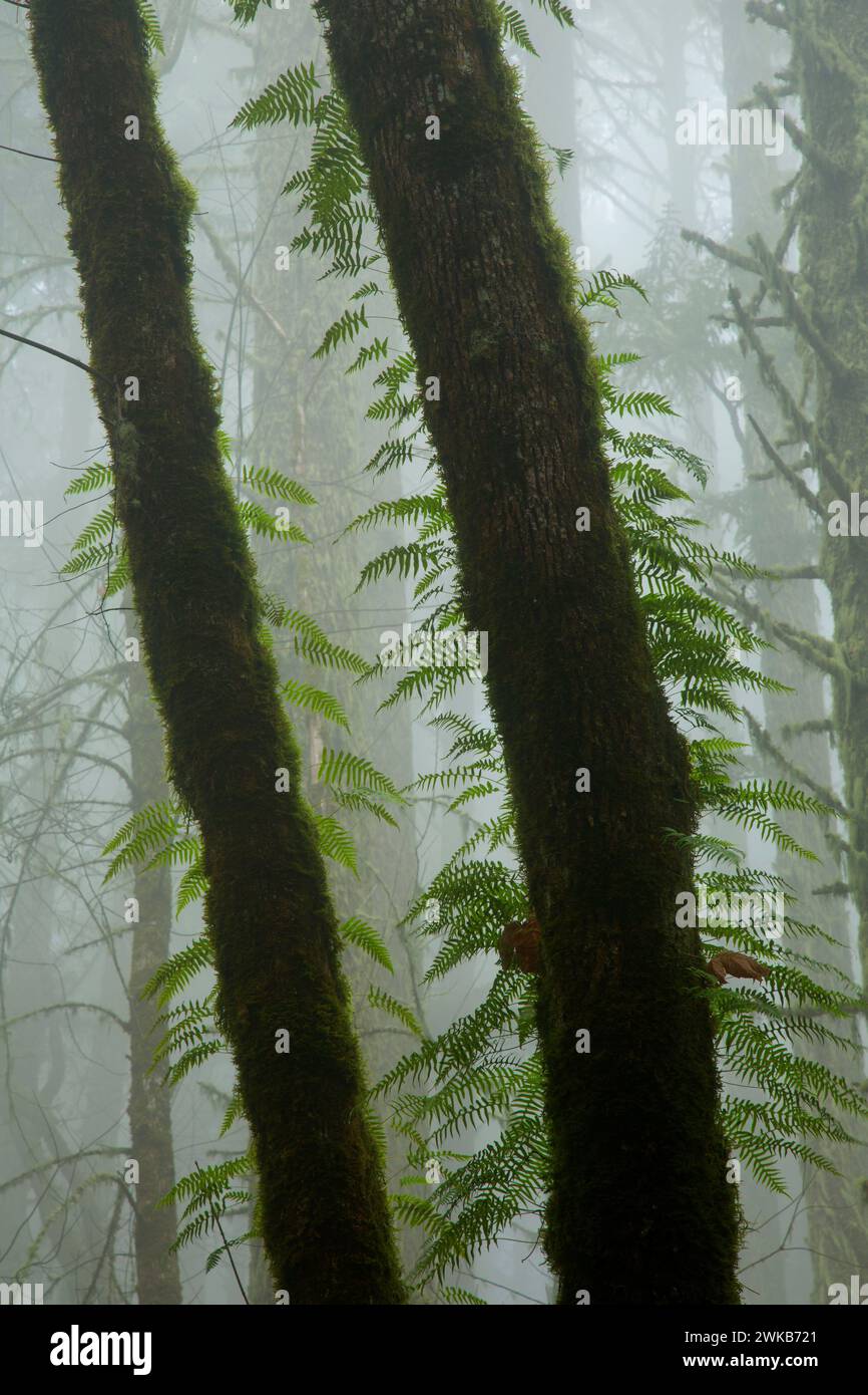 La foresta nella nebbia sulla Spencer Butte Vertice sentiero principale, Spencer Butte Park, Eugene, Oregon Foto Stock