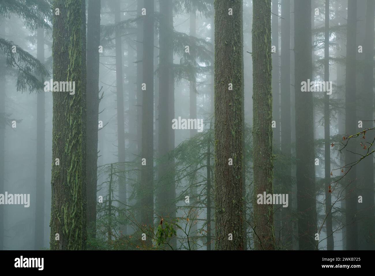 La foresta nella nebbia sulla Spencer Butte Vertice sentiero principale, Spencer Butte Park, Eugene, Oregon Foto Stock