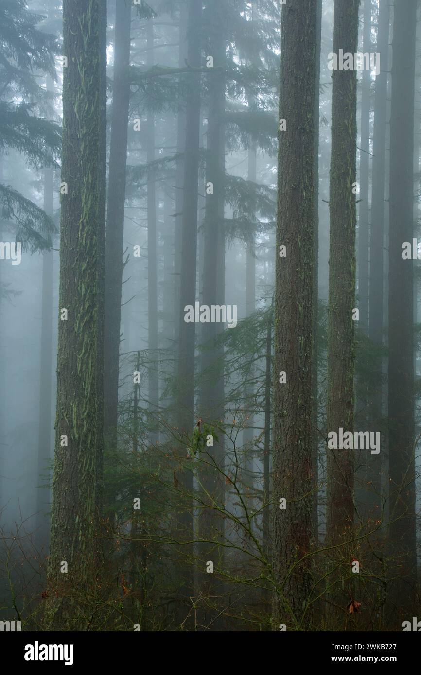 La foresta nella nebbia sulla Spencer Butte Vertice sentiero principale, Spencer Butte Park, Eugene, Oregon Foto Stock