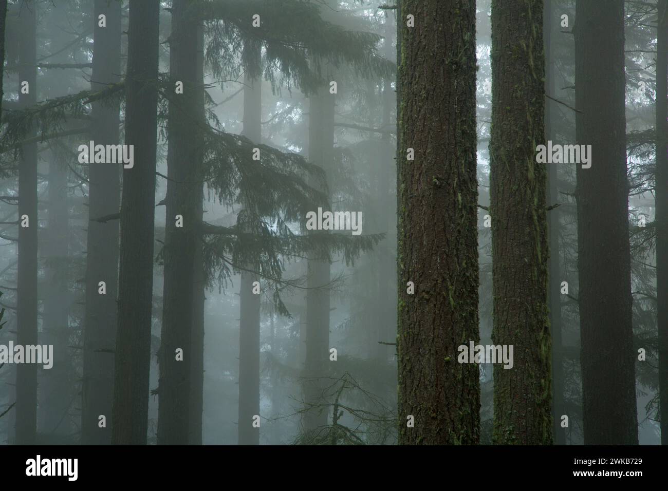 La foresta nella nebbia sulla Spencer Butte Vertice sentiero principale, Spencer Butte Park, Eugene, Oregon Foto Stock