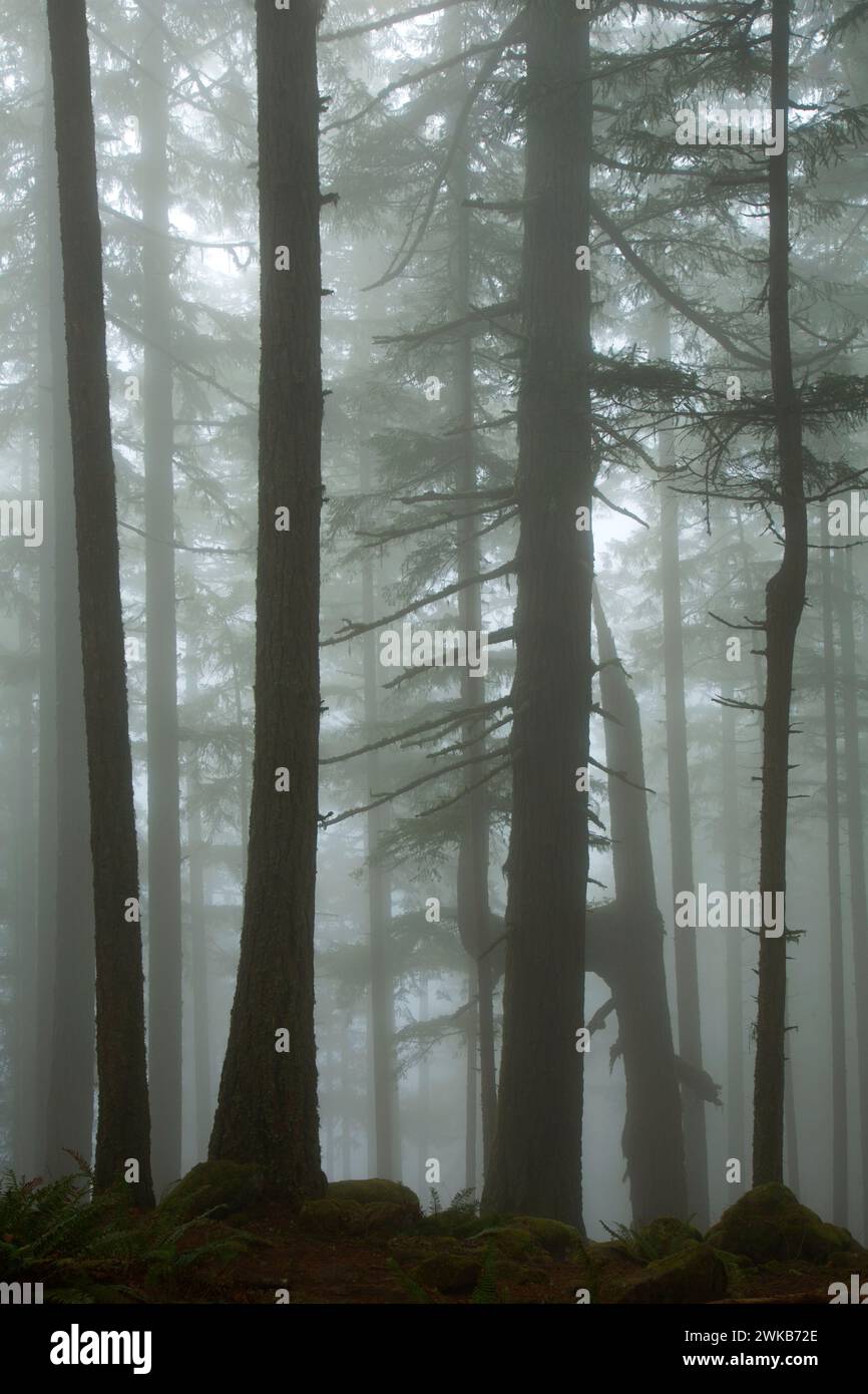 La foresta nella nebbia sulla Spencer Butte Vertice sentiero principale, Spencer Butte Park, Eugene, Oregon Foto Stock