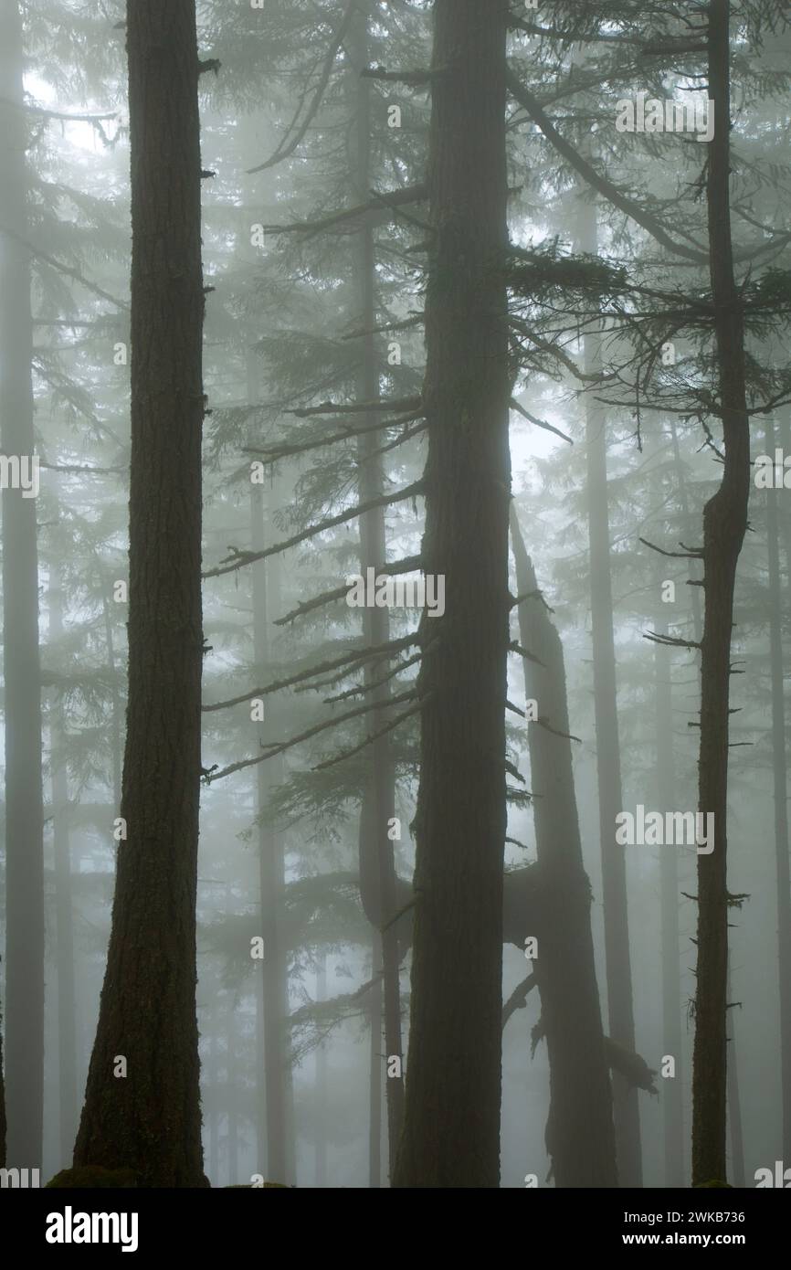 La foresta nella nebbia sulla Spencer Butte Vertice sentiero principale, Spencer Butte Park, Eugene, Oregon Foto Stock