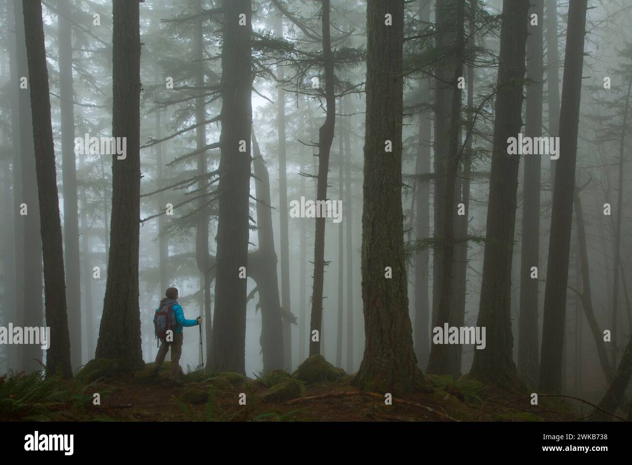 La foresta nella nebbia sulla Spencer Butte Vertice sentiero principale, Spencer Butte Park, Eugene, Oregon Foto Stock