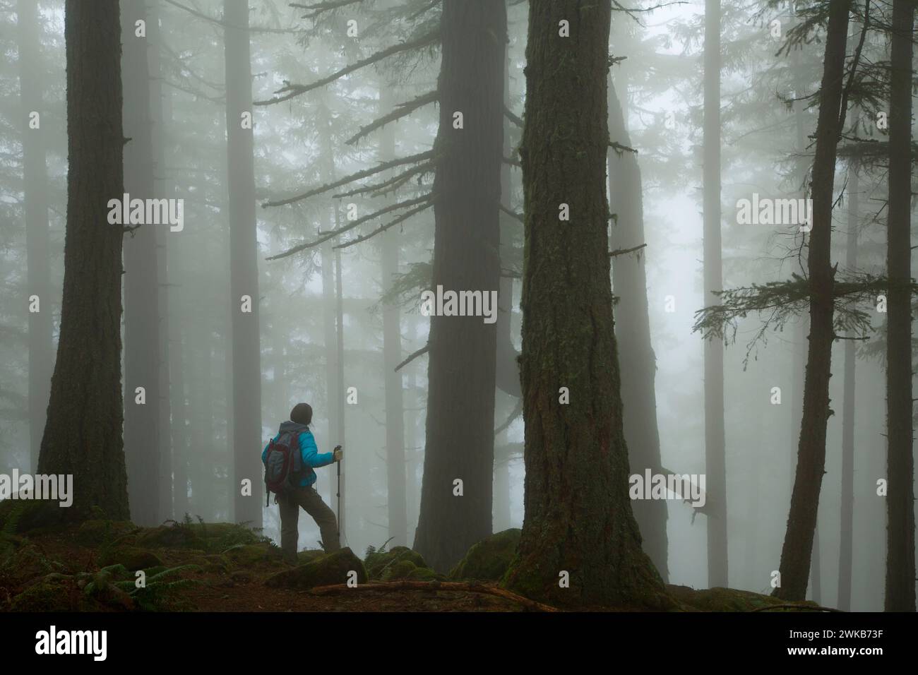 La foresta nella nebbia sulla Spencer Butte Vertice sentiero principale, Spencer Butte Park, Eugene, Oregon Foto Stock