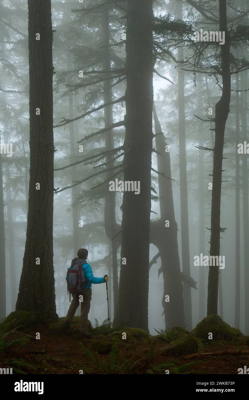 La foresta nella nebbia sulla Spencer Butte Vertice sentiero principale, Spencer Butte Park, Eugene, Oregon Foto Stock