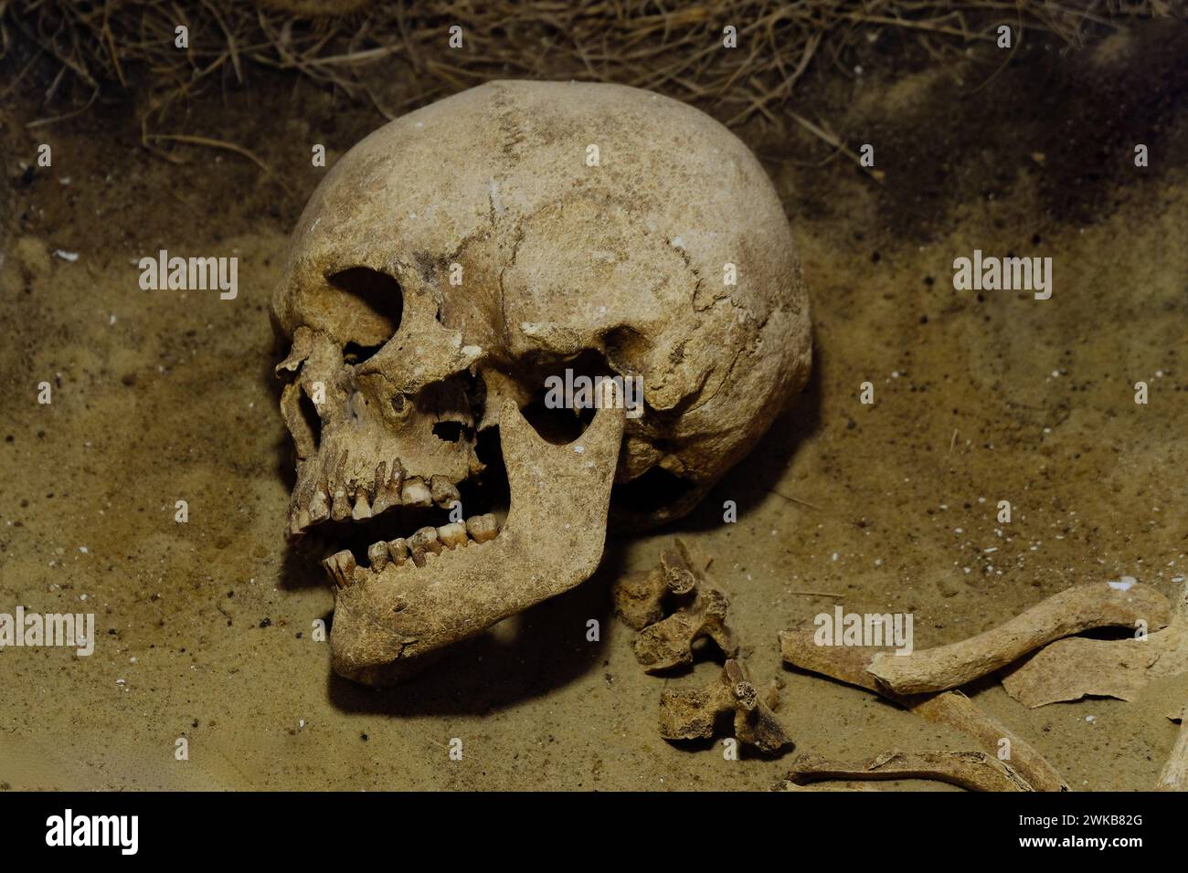 Vecchio cranio umano nell'antica tomba durante gli scavi archeologici. Foto Stock