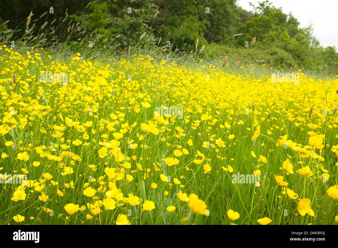 Tazze di prato, fiori selvatici che crescono in un margine di campo nella campagna inglese. Buckinghamshire, Regno Unito Foto Stock