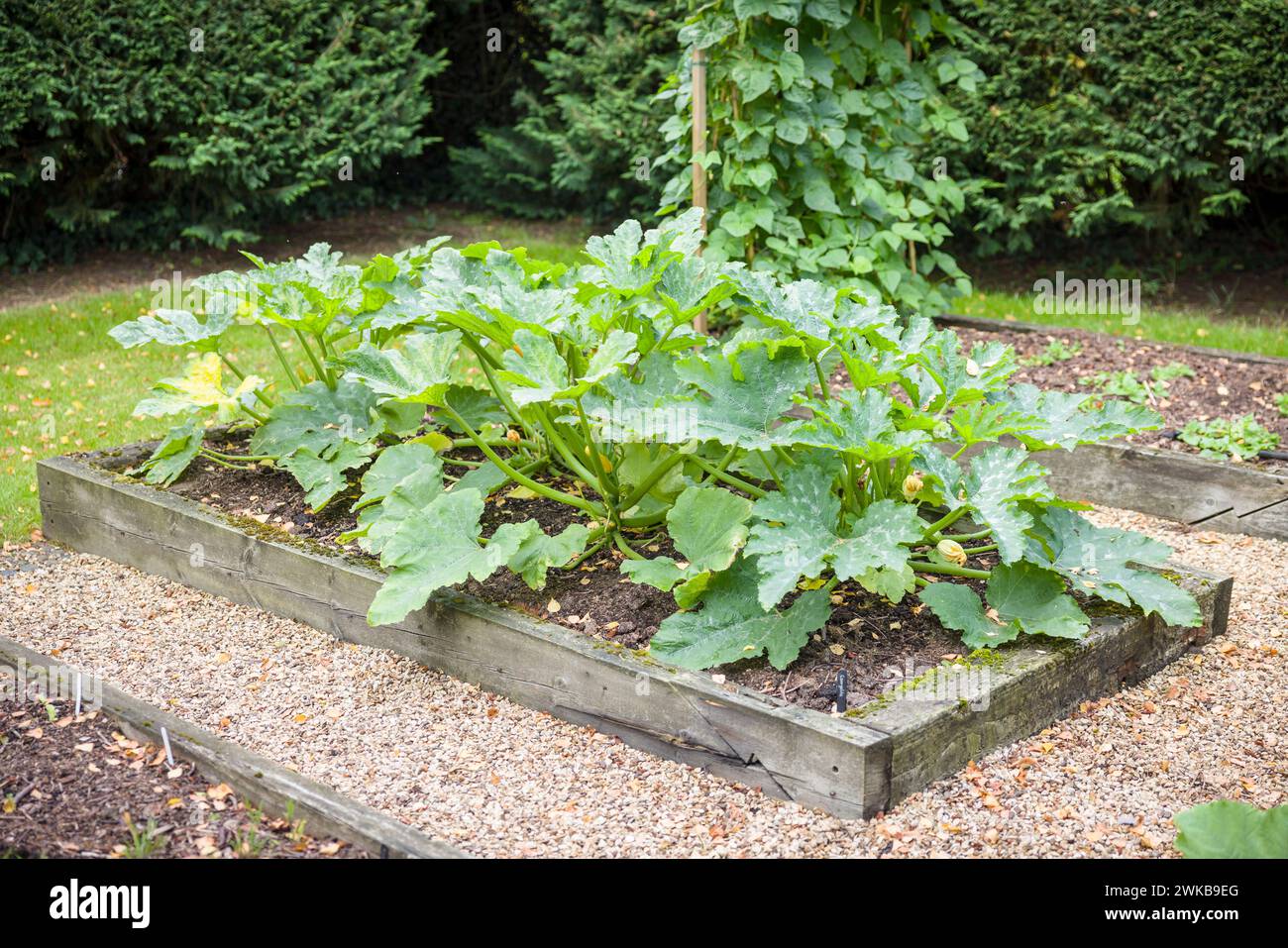 Le zucchine crescono in un letto rialzato in un orto del Regno Unito in estate Foto Stock