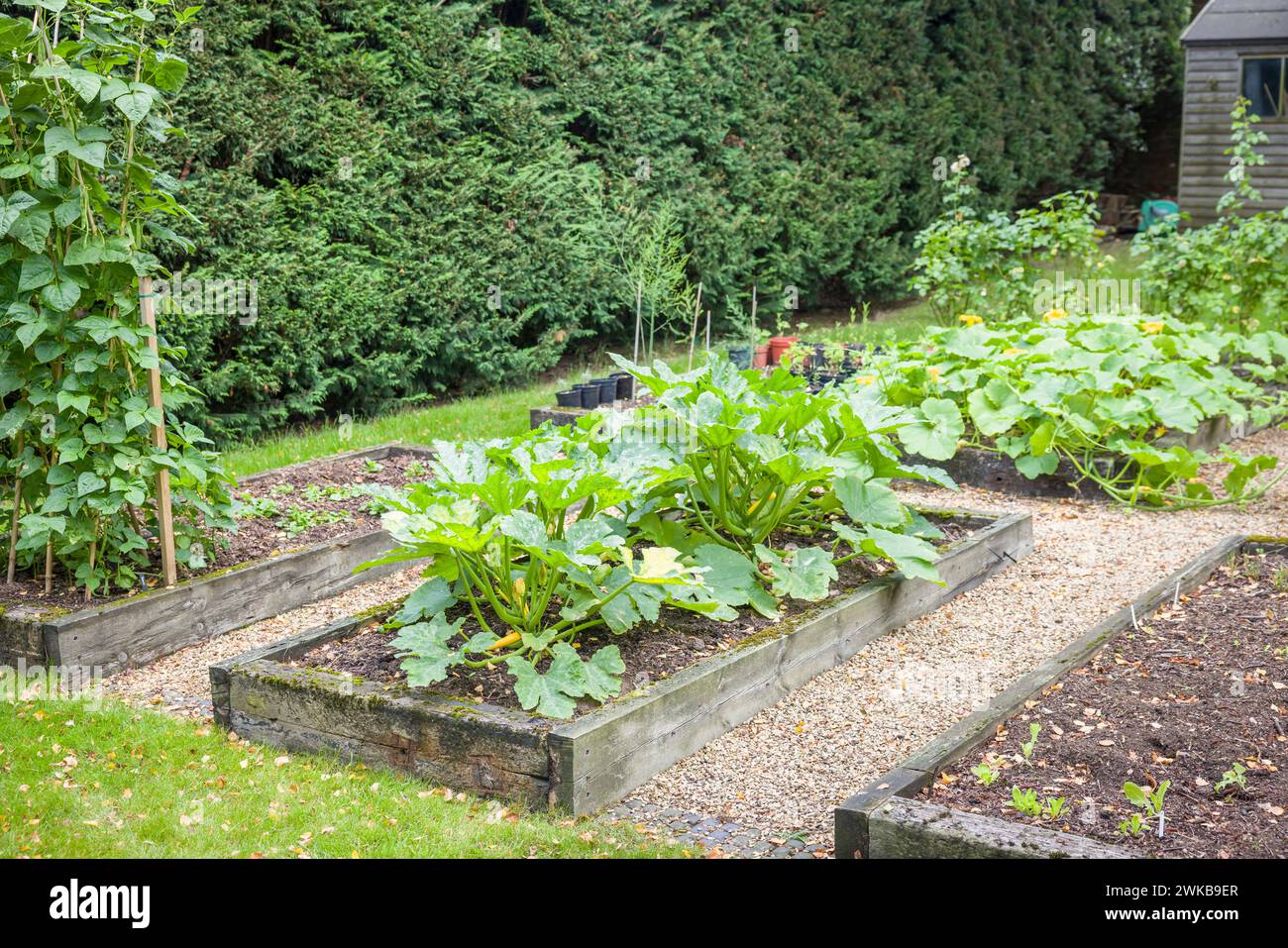 Orto inglese, con letti rialzati, zucchine e altre verdure che crescono in un letto rialzato in un orto inglese in estate Foto Stock