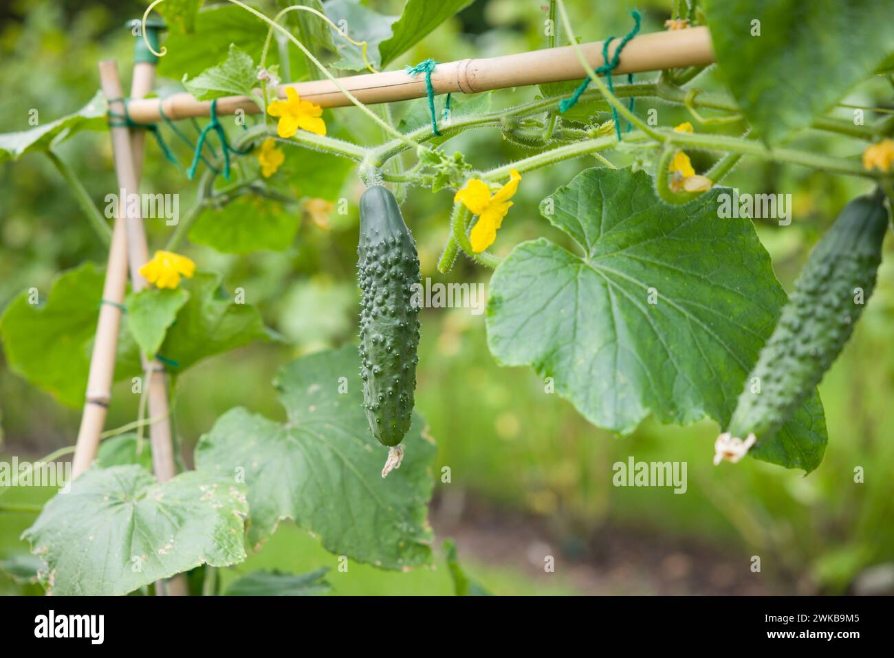 Cetrioli (premio Bedfordshire ridged) appesi a una vite. Pianta di cetriolo che cresce in un giardino inglese in estate, Regno Unito Foto Stock