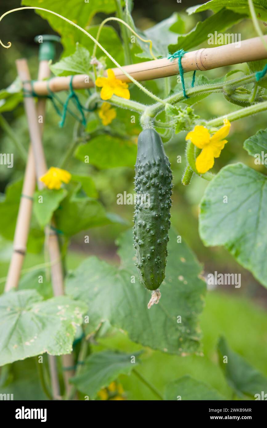 Cetriolo (premio Bedfordshire ridged) appeso a una vite. Pianta di cetriolo che cresce in un giardino inglese in estate, Regno Unito Foto Stock