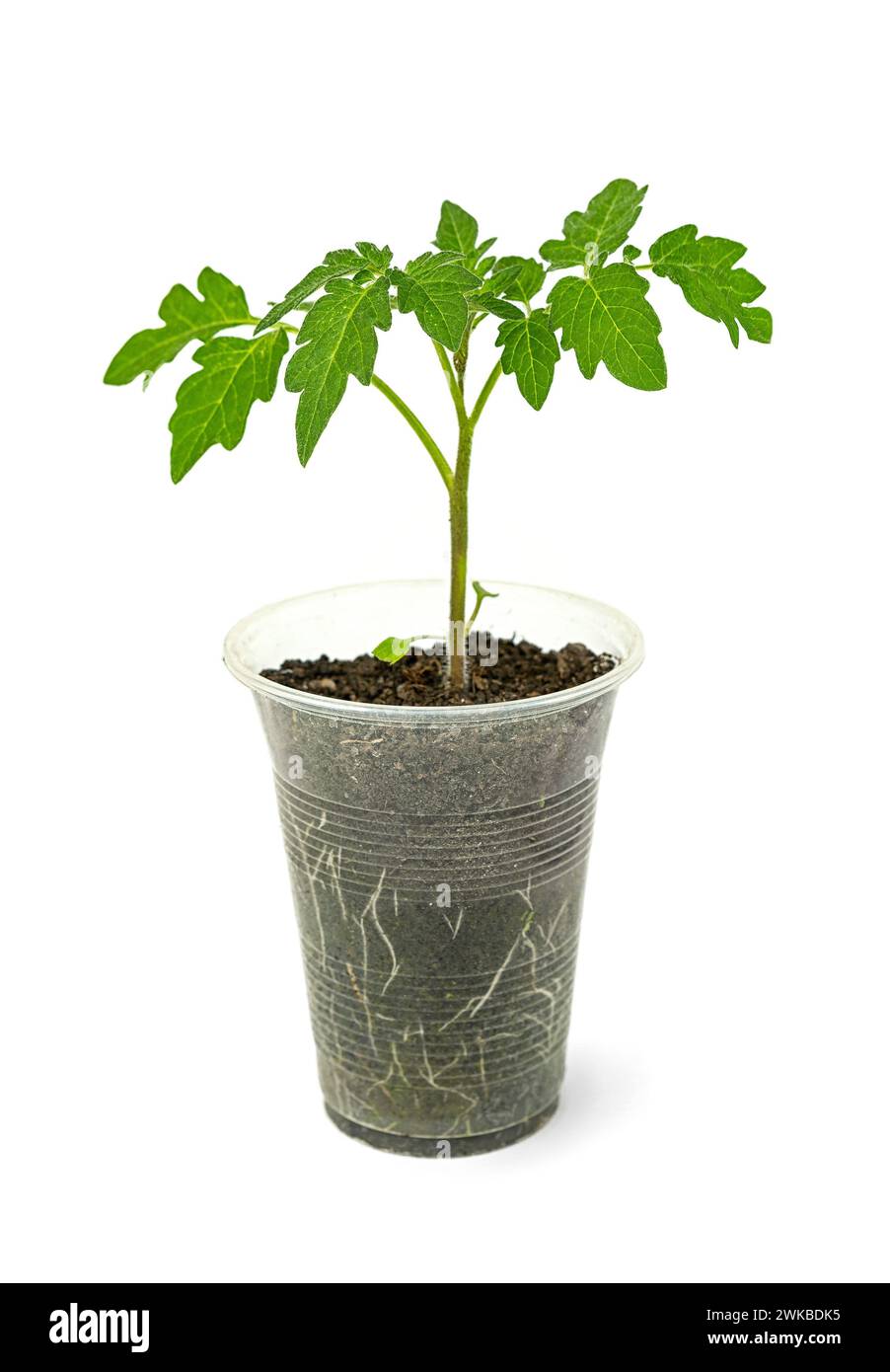 una piccola piantina di una pianta di pomodoro in una tazza di plastica usata su sfondo bianco. Foto Stock