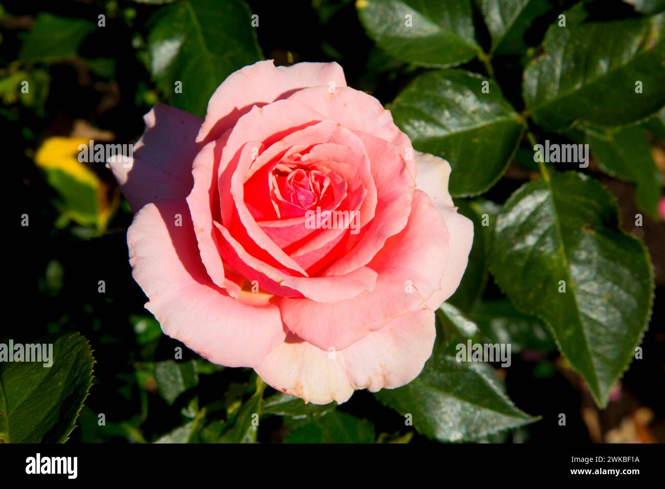 Torneo di rose rosa, cimelio di rose, San Paolo, Oregon Foto Stock