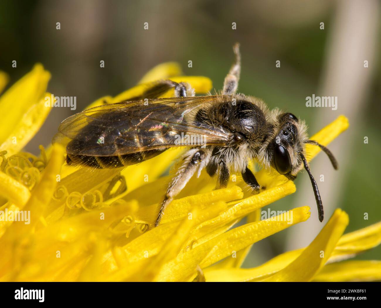 L'ape mini-mineraria a margini spessi (Andrena falsifica) si trova su un impianto composito giallo, in Germania Foto Stock