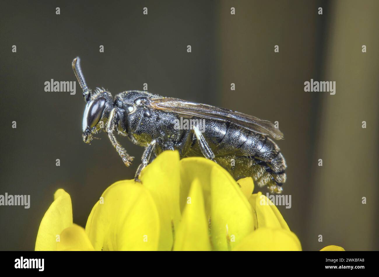 Ape nera mascherata (Hylaeus nigritus), sittin ob yello fiori, Germania Foto Stock