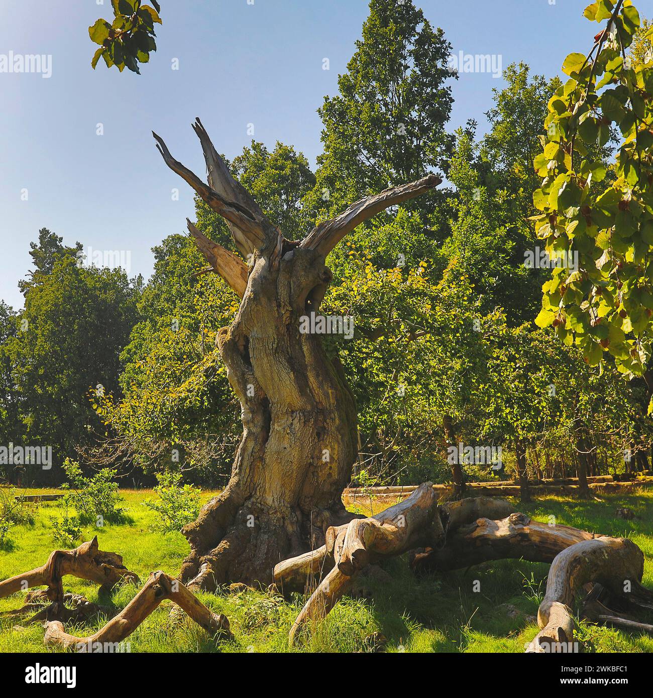 Faggio comune (Fagus sylvatica), albero morto a Hutewald Halloh, Germania, Assia, Parco Nazionale di Kellerwald, Albertshausen Foto Stock